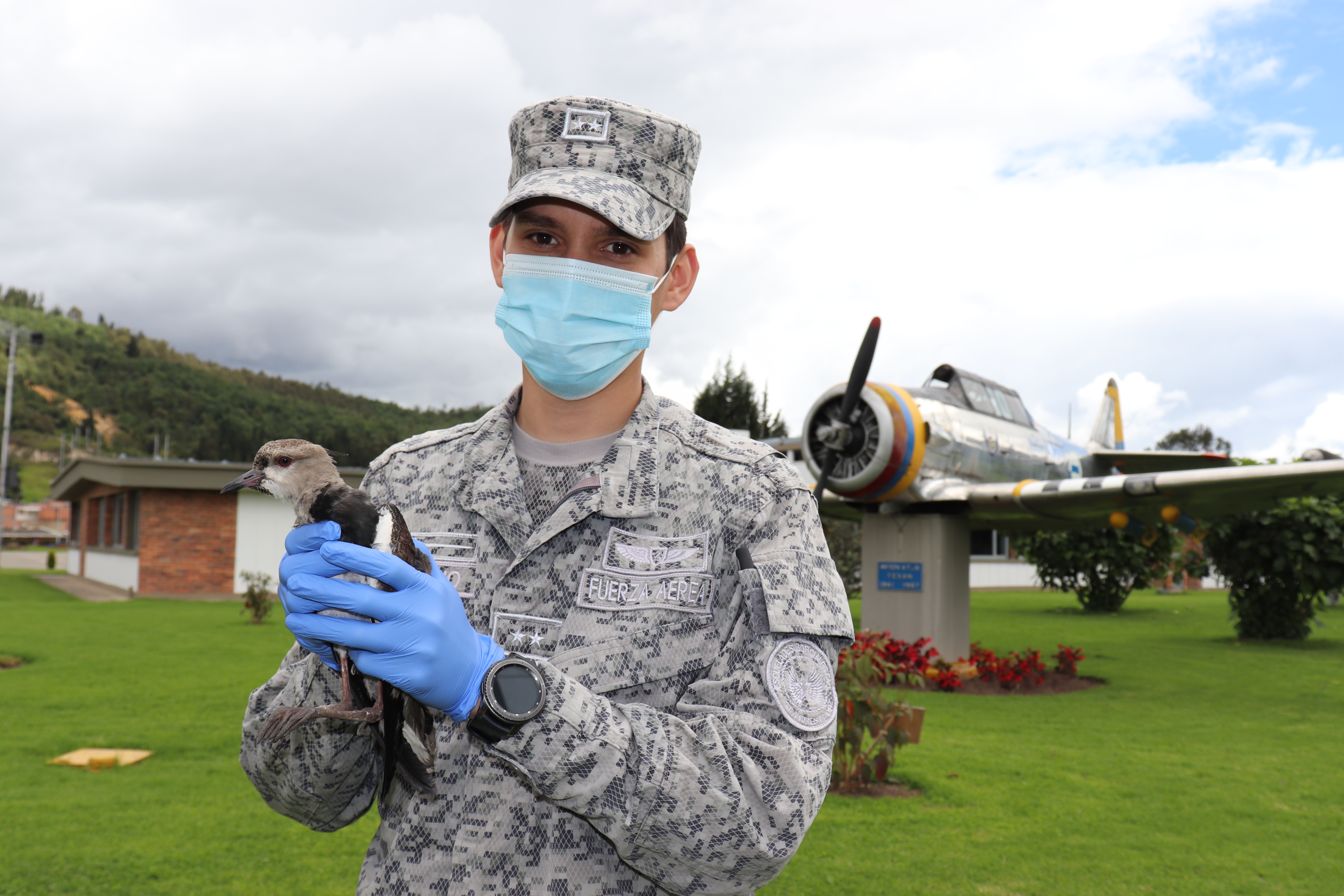 Ave silvestre fue rescatada por personal militar de su Fuerza Aérea