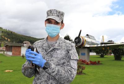 Ave silvestre fue rescatada por personal militar de su Fuerza Aérea